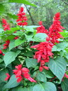 سلوی,سلویا اسپلندس,مستر, Tropical Sage,Salvia Splendens Maestro
